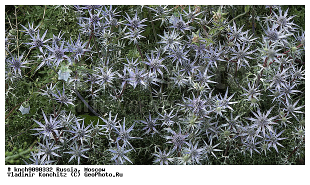 ������, ��������, �����, �������, ������, ������