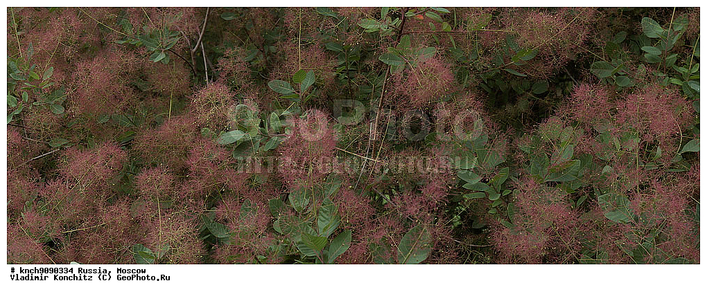 ������, ��������, �����, �������, ������