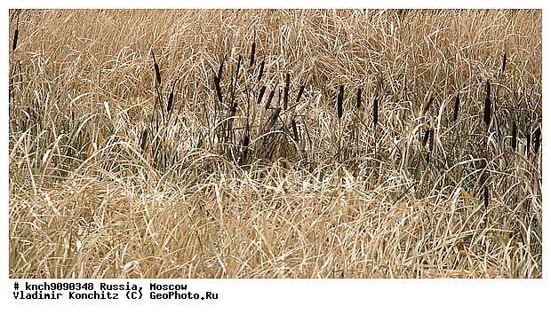 ������, ��������, �������, ������