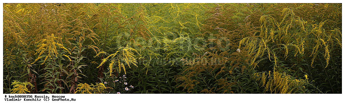 ������, ������, ��������, �������, ������