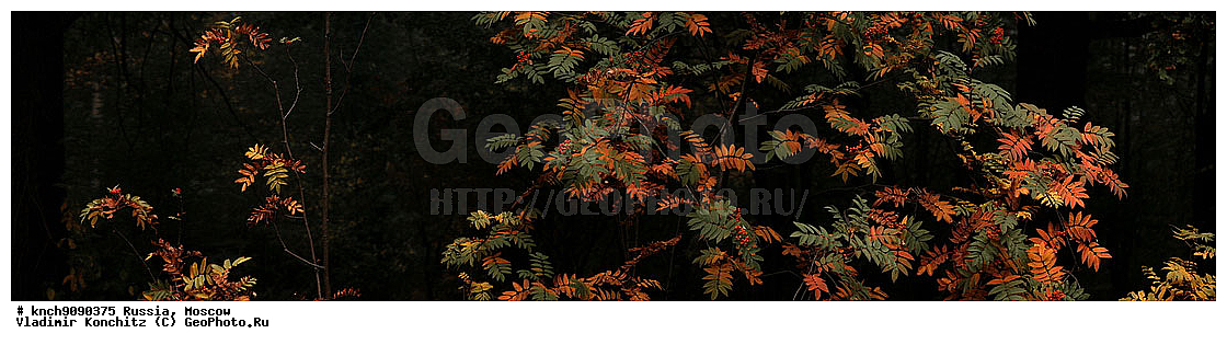 ������, ��������, �������, ������