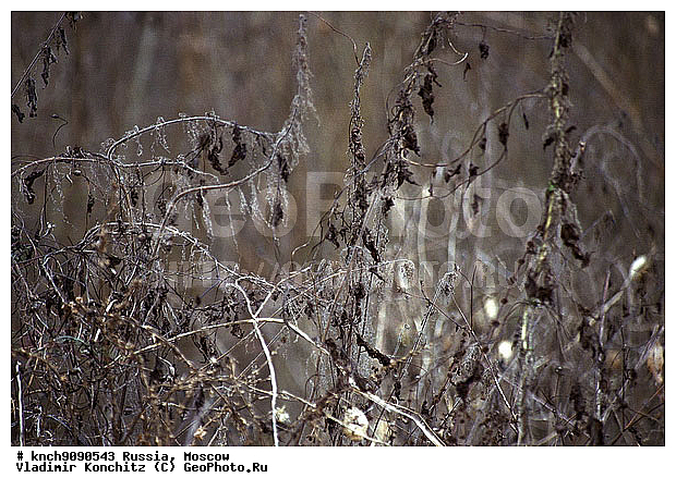 ������, ��������, �������, ������