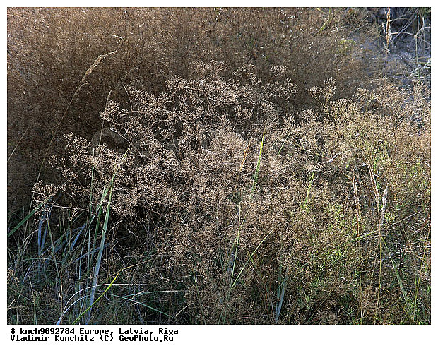 �������, ������, ����, ���������, ��������, �����, �������