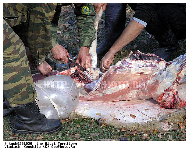 �������� ���������, ������