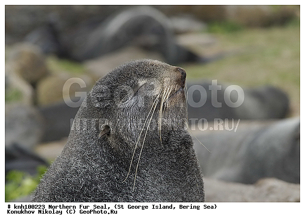 Callorhinus ursinus, Northern Fur Seal, ��������� ����, ������ ������� �������, �������� ������� �����, �������������, �����, �����, ������, ���, DONE, ������� ������, Otariidae, ������� ���, ����������� ������� ��������, XYZ