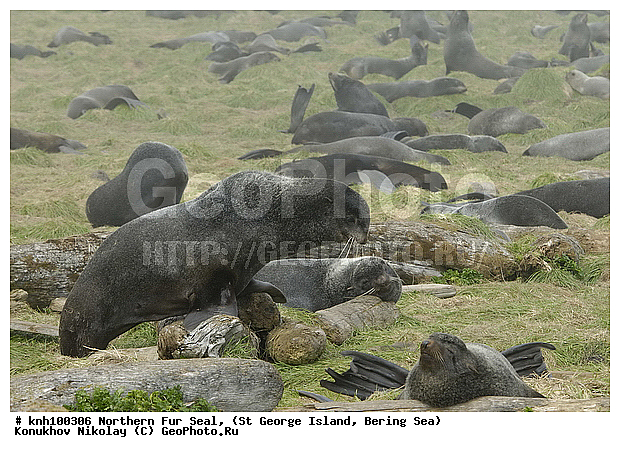 Callorhinus ursinus, Northern Fur Seal, ��������� ����, ������ ������� �������, �������� ������� �����, �������������, �����, �����, ������, ���, DONE, ������� ������, Otariidae, ������� ���, ����������� ������� ��������, XYZ