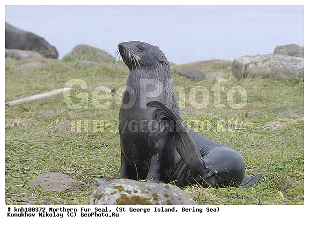 Callorhinus ursinus, Northern Fur Seal, ��������� ����, ������ ������� �������, �������� ������� �����, �������������, �����, �����, ������, ���, DONE, ������� ������, Otariidae, ������� ���, ����������� ������� ��������, XYZ