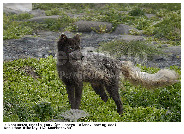 Alopex lagopus, Arctic Fox, ��������� ����, ������ ������� �������, �����, �������������, �����, �����, ������, ���, DONE, ������, �������, ������, Canidae, �������� ������, Vulpes lagopus, ����������� ������� ��������, XYZ, ����������� ����