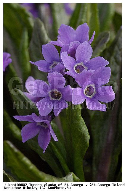 Tundra flowers, ��������� ����, ������ ������� �������, ��������� ���������, ������� ���������, �������� ������, ������ ��������, �����, ��������,  ���������� ��������,  ������, �����, ������, DONE, ������������, ����������, Primulaceae, Primula tschuktschorum, ����������� ������� ��������, XYZ