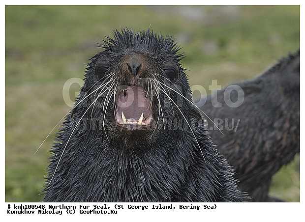 Callorhinus ursinus, Northern Fur Seal, ��������� ����, ������ ������� �������, �������� ������� �����, �������������, �����, �����, ������, ���, DONE, ������� ������, Otariidae, ������� ���, ����������� ������� ��������, XYZ