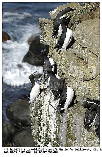 Brunnich�s Guillemot, Thick-billed Murre, Uria lomvia, ��������� ����, ������ ������� �������, ������������ �����, ������� �����, ������� �����, ������, ���, DONE, ����������, Alcidae, ������������� �����, ������� �����, ������� �����, ������, ���, DONE, ����������, Alcidae, ����������� ������� ��������, XYZ