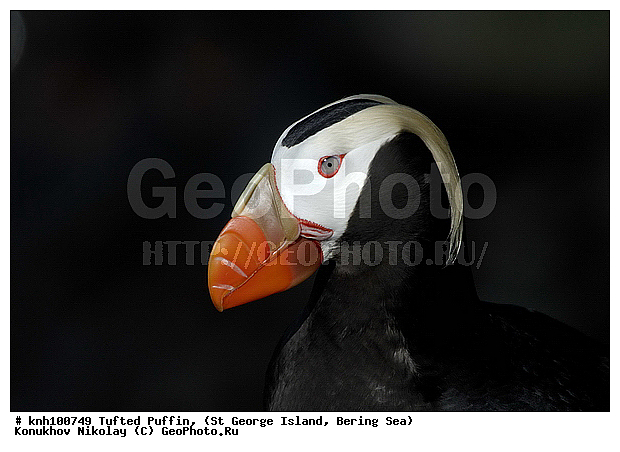 Lunda cirrhata, Tufted Puffin, ��������� ����, ������ ������� �������, �������, ������� �����, ������� �����, ������, ���, DONE, ����������, Alcidae, �������, Fratercula cirrhata, ����������� ������� ��������, XYZ