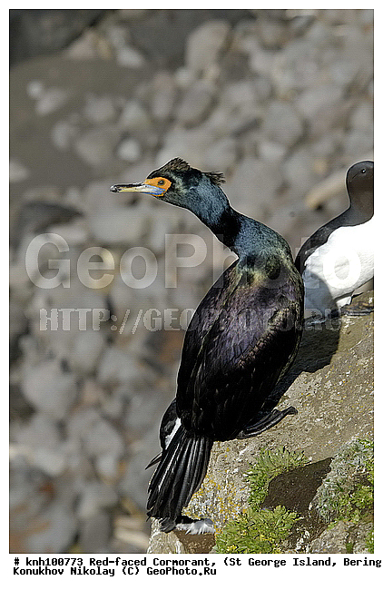 Phalacrocorax urile, Red-faced Cormorant, ��������� ����, ����������� ������, ������ ������� �������, ������� �����, ������� �����, ������, ���, DONE, ����������, Phalacrocoracidae, ����������� ������� ��������, XYZ