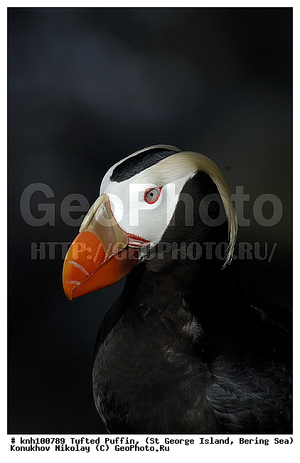 Lunda cirrhata, Tufted Puffin, ��������� ����, ������ ������� �������, �������, ������� �����, ������� �����, ������, ���, DONE, ����������, Alcidae, �������, Fratercula cirrhata, ����������� ������� ��������, XYZ
