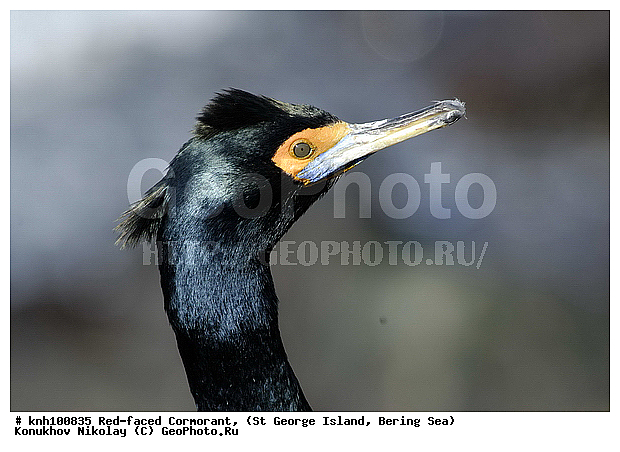 Phalacrocorax urile, Red-faced Cormorant, ��������� ����, ����������� ������, ������ ������� �������, ������� �����, ������� �����, ������, ���, DONE, ����������, Phalacrocoracidae, ����������� ������� ��������, XYZ