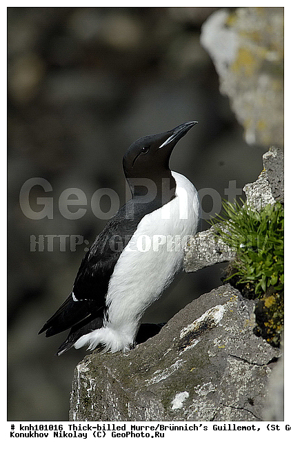 Brunnich�s Guillemot, Thick-billed Murre, Uria lomvia, ��������� ����, ������ ������� �������, ������������ �����, ������� �����, ������� �����, ������, ���, DONE, ����������, Alcidae, ������������� �����, ������� �����, ������� �����, ������, ���, DONE, ����������, Alcidae, ����������� ������� ��������, XYZ