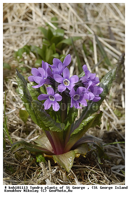 Tundra flowers, ��������� ����, ������ ������� �������, ��������� ���������, ������� ���������, �������� ������, ������ ��������, �����, ��������,  ���������� ��������,  ������, �����, ������, DONE, ������������, ����������, Primulaceae, Primula tschuktschorum, ����������� ������� ��������, XYZ