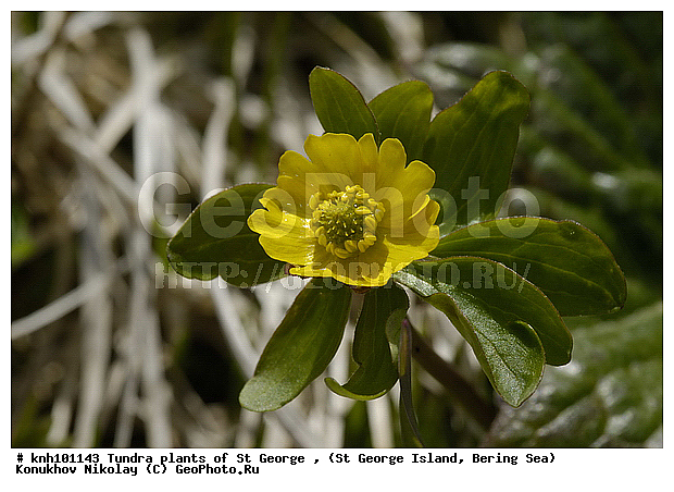 Tundra flowers, ��������� ����, ������ ������� �������, �������� ������, ������ ��������, �����, ��������,  ���������� ��������,  ������, �����, DONE, ���������, Ranunculaceae, ����� ��������, Ranunculus eschscholtzii, ����������� ������� ��������, XYZ