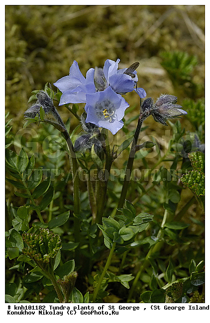 Tundra flowers, ��������� ����, ������ ������� �������, �������� ������, ������ ��������������, ������ ��������, �����, ��������,  ���������� ��������,  ������, �����, DONE, ���������, ������������, Polemoniaceae, Polemonium acutiflorum, ����������� ������� ��������, ������ ��������������, Polemonium acutiflorum ssp. diminutum, Polemonium diminutum, Polemonium diminutum var. foliolatum, Polemonium foliolatum, XYZ
