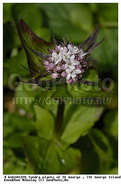 Tundra flowers, ��������� ����, ���������, ������ ������� �������, �������� ������, ������ ��������, �����, ��������,  ���������� ��������,  ������, �����, DONE, ������������, ��������, Valerianaceae, ��������� ����������, Valeriana capitata, ����������� ������� ��������, XYZ