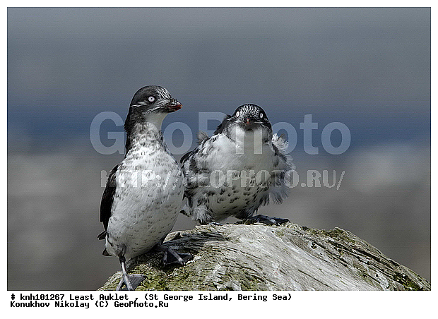 Aethia pusilla, Least Auklet, ��������� ����, ������-������, ������ ������� �������, ������� �����, ������� �����, ������, ���, DONE, ����������, Alcidae, ��������� ������, ����������� ������� ��������, XYZ