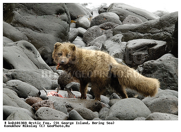 Alopex lagopus, Arctic Fox, ��������� ����, ������ ������� �������, �����, �������������, �����, �����, ������, ���, DONE, ������, �������, ������, Canidae, �������� ������, Vulpes lagopus, ����������� ������� ��������, XYZ, ����������� ����