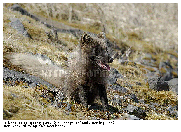 Alopex lagopus, Arctic Fox, ��������� ����, ������ ������� �������, �����, �������������, �����, �����, ������, ���, DONE, ������, �������, ������, Canidae, �������� ������, Vulpes lagopus, ����������� ������� ��������, XYZ, ����������� ����