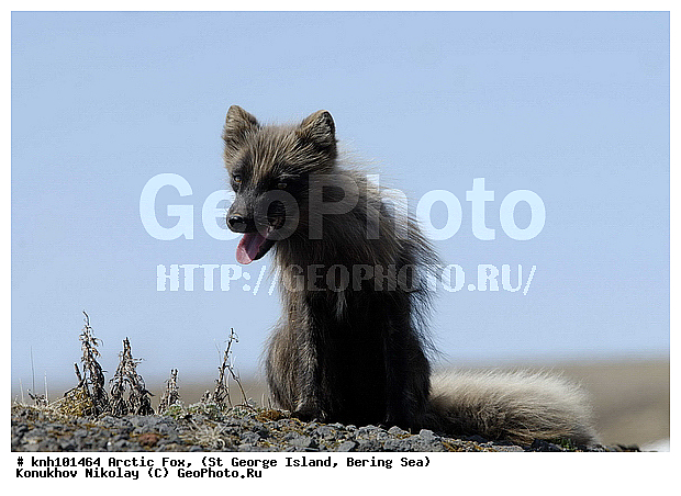 Alopex lagopus, Arctic Fox, ��������� ����, ������ ������� �������, �����, �������������, �����, �����, ������, ���, DONE, ������, �������, ������, Canidae, �������� ������, Vulpes lagopus, ����������� ������� ��������, XYZ, ����������� ����