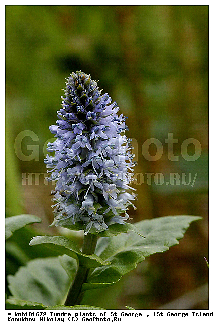 Tundra flowers, ��������� ����, ������ ������� �������, �������� ������, ������ ��������, �����, ��������,  ���������� ��������,  ������, �����, DONE, ������������, Scrophulariaceae, ������� �����, Lagotis glauca, ����������� ������� ��������, XYZ