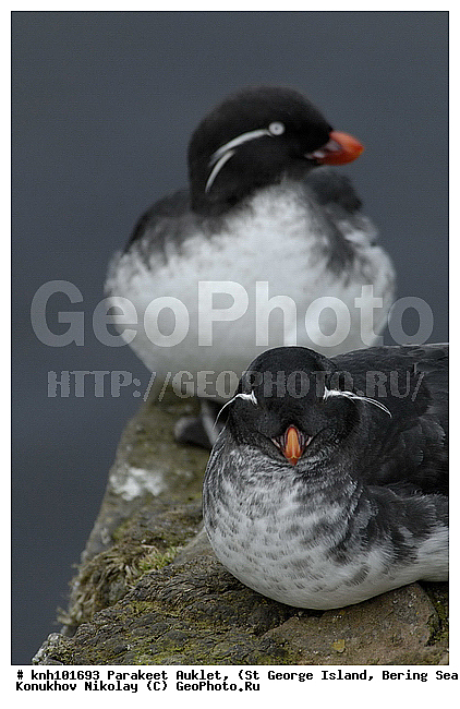 Cyclorrhynchus psittacula, Parakeet Auklet, ����������, ��������� ����, ������ ������� �������, ������� �����, ������� �����, ������, ���, DONE, ����������, Alcidae, Aethia psittacula, ����������� ������� ��������, XYZ