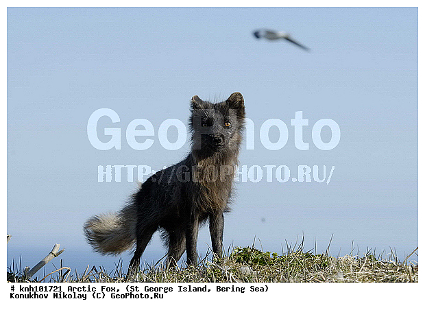 Alopex lagopus, Arctic Fox, ��������� ����, ������ ������� �������, �����, �������������, �����, �����, ������, ���, DONE, ������, �������, ������, Canidae, �������� ������, Vulpes lagopus, ����������� ������� ��������, XYZ, ����������� ����