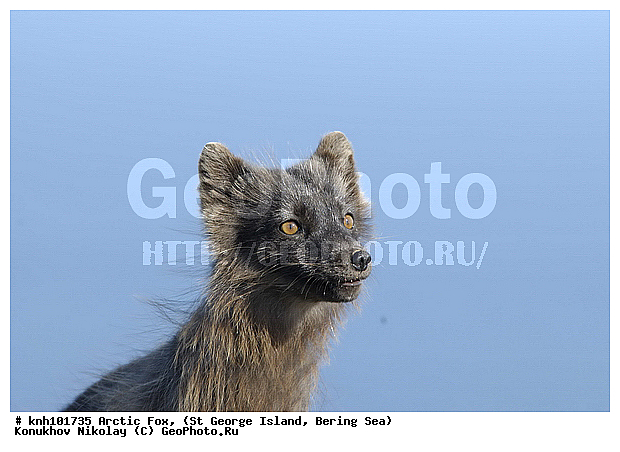 Alopex lagopus, Arctic Fox, ��������� ����, ������ ������� �������, �����, �������������, �����, �����, ������, ���, DONE, ������, �������, ������, Canidae, �������� ������, Vulpes lagopus, ����������� ������� ��������, XYZ, ����������� ����