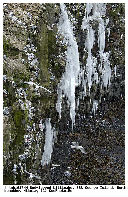 Red-legged Kittiwake, Rissa brevirostris, ��������� ����, ���������, ������ ������� �������, ������� �����, ������� �����, ������, ���, DONE, ��������, Laridae, ����������� ���������, ����������� ������� ��������, XYZ