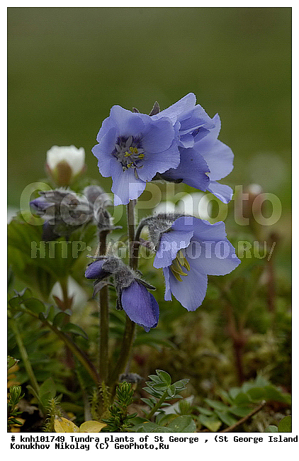 Tundra flowers, ��������� ����, ������ ������� �������, �������� ������, ������ ��������������, ������ ��������, �����, ��������,  ���������� ��������,  ������, �����, DONE, ���������, ������������, Polemoniaceae, Polemonium acutiflorum, ����������� ������� ��������, ������ ��������������, Polemonium acutiflorum ssp. diminutum, Polemonium diminutum, Polemonium diminutum var. foliolatum, Polemonium foliolatum, XYZ
