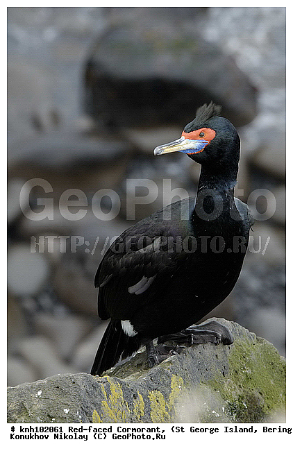 Phalacrocorax urile, Red-faced Cormorant, ��������� ����, ����������� ������, ������ ������� �������, ������� �����, ������� �����, ������, ���, DONE, ����������, Phalacrocoracidae, ����������� ������� ��������, XYZ