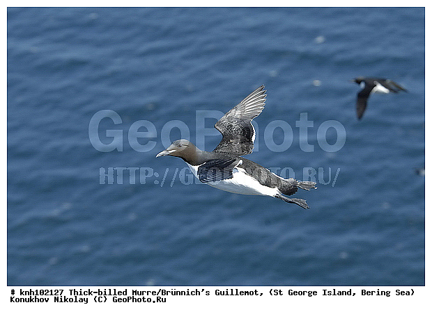 Brunnich�s Guillemot, Thick-billed Murre, Uria lomvia, ��������� ����, ������ ������� �������, ������������ �����, ������� �����, ������� �����, ������, ���, DONE, ����������, Alcidae, ������������� �����, ������� �����, ������� �����, ������, ���, DONE, ����������, Alcidae, ������������� �����, ����������� ������� ��������, XYZ