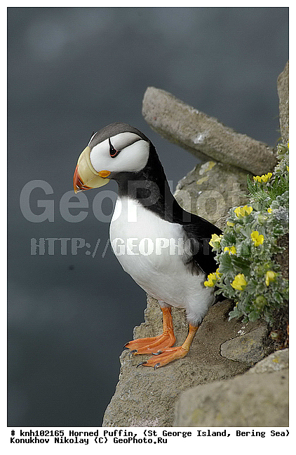Fratercula corniculata, Horned Puffin, ��������� ����, ������, ������ ������� �������, ����������, Alcidae, ������� �����, ������������� �������, ������������� �����, DONE, ����������� ������� ��������, XYZ