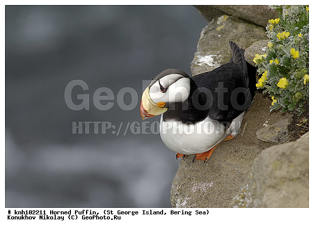 Fratercula corniculata, Horned Puffin, ��������� ����, ������, ������ ������� �������, ����������, Alcidae, ������� �����
, ������������� �������, ������������� �����, DONE, ����������� ������� ��������, XYZ