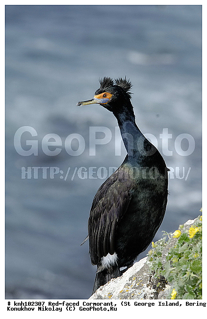 Phalacrocorax urile, Red-faced Cormorant, ��������� ����, ����������� ������, ������ ������� �������, ������� �����, ������� �����, ������, ���, DONE, ����������, Phalacrocoracidae, ����������� ������� ��������, XYZ