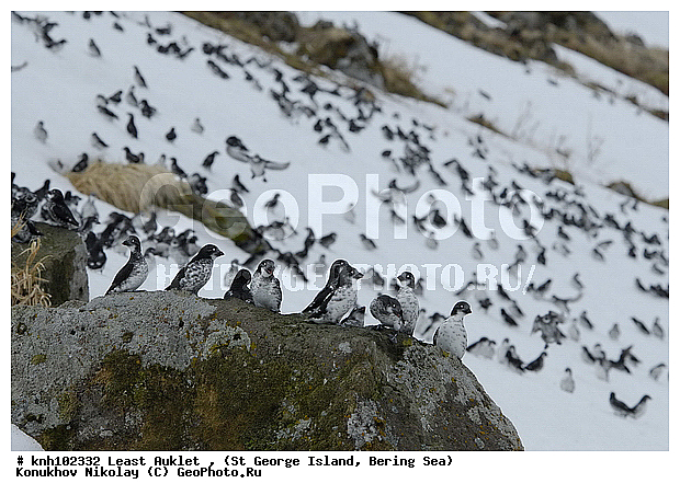 Aethia pusilla, Least Auklet, ��������� ����, ������-������, ������ ������� �������, ������� �����, ������� �����, ������, ���, DONE, ����������, Alcidae, ��������� ������, ����������� ������� ��������, XYZ
