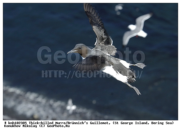 Brunnich�s Guillemot, Thick-billed Murre, Uria lomvia, ��������� ����, ������ ������� �������, ������������ �����, ������� �����, ������� �����, ������, ���, DONE, ����������, Alcidae, ������������� �����, ������� �����, ������� �����, ������, ���, DONE, ����������, Alcidae, ����������� ������� ��������, XYZ