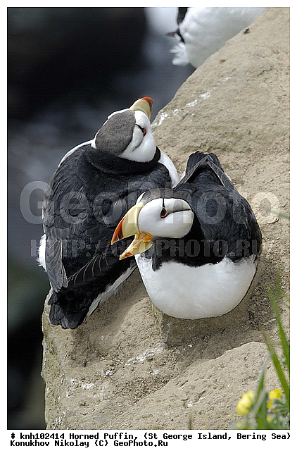 Fratercula corniculata, Horned Puffin, ��������� ����, ������, ������ ������� �������, ����������, Alcidae, ������� �����
, ������������� �������, ������������� �����, DONE, ����������� ������� ��������, XYZ