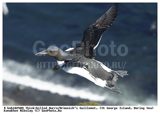 Brunnich�s Guillemot, Thick-billed Murre, Uria lomvia, ��������� ����, ������ ������� �������, ������������ �����, ������� �����, ������� �����, ������, ���, DONE, ����������, Alcidae, ������������� �����, ������� �����, ������� �����, ������, ���, DONE, ����������, Alcidae, ����������� ������� ��������, XYZ