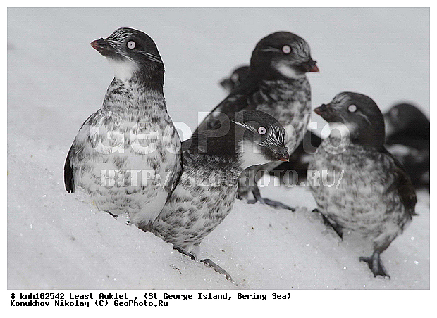 Aethia pusilla, Least Auklet, ��������� ����, ������-������, ������ ������� �������, ������� �����, ������� �����, ������, ���, DONE, ����������, Alcidae, ��������� ������, ����������� ������� ��������, XYZ