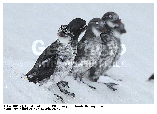 Aethia pusilla, Least Auklet, ��������� ����, ������-������, ������ ������� �������, ������� �����, ������� �����, ������, ���, DONE, ����������, Alcidae, ��������� ������, ����������� ������� ��������, XYZ