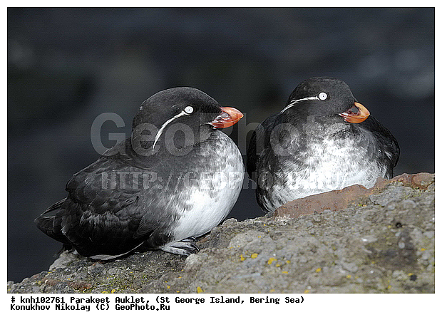 Cyclorrhynchus psittacula, Parakeet Auklet, ����������, ��������� ����, ������ ������� �������, ������� �����, ������� �����, ������, ���, DONE, ����������, Alcidae, Aethia psittacula, ����������� ������� ��������, XYZ