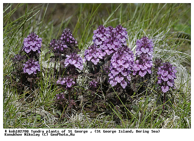 Tundra flowers, ��������� ����, ������ ����������, ������ ������� �������, �������� ������, ������ ��������, �����, ��������,  ���������� ��������,  ������, �����, DONE, �����������, Orobanchaceae, �������������, Lamiales, Pediculariopsis verticillata, Pedicularis verticillata, ����������� ������� ��������, XYZ