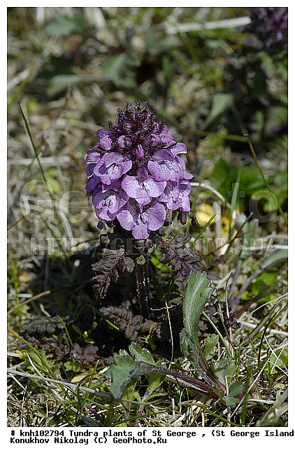 Tundra flowers, ��������� ����, ������ ����������, ������ ������� �������, �������� ������, ������ ��������, �����, ��������,  ���������� ��������,  ������, �����, DONE, �����������, Orobanchaceae, �������������, Lamiales, Pediculariopsis verticillata, Pedicularis verticillata, ����������� ������� ��������, XYZ