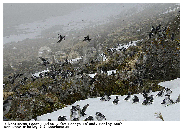 Aethia pusilla, Least Auklet, ��������� ����, ������-������, ������ ������� �������, ������� �����, ������� �����, ������, ���, DONE, ����������, Alcidae, ��������� ������, ����������� ������� ��������, XYZ