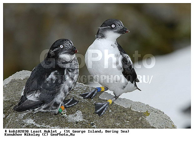 Aethia pusilla, Least Auklet, ��������� ����, ������-������, ������ ������� �������, ������� �����, ������� �����, ������, ���, DONE, ����������, Alcidae, ��������� ������, ����������� ������� ��������, XYZ